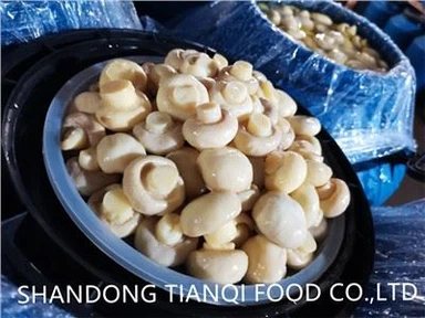 Gljiva u salamuri u plastičnim bačvama