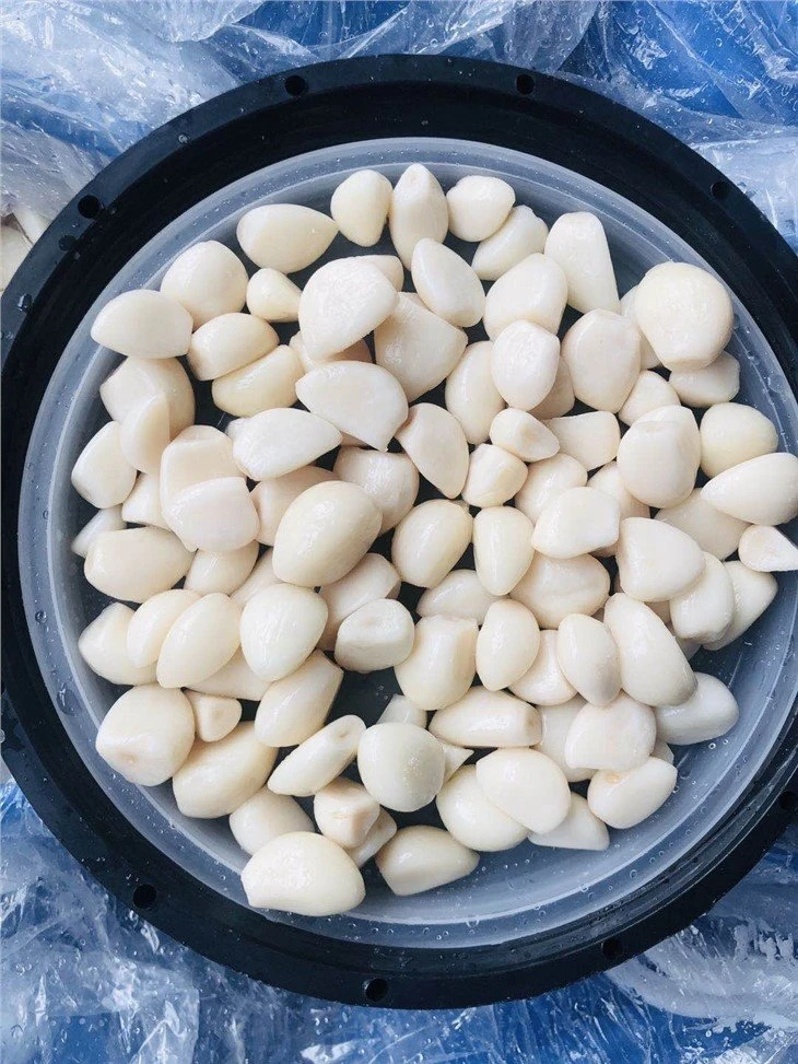 Pickled normal white garlic cloves in brine in drums