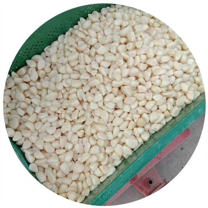 White garlic in brine in drums