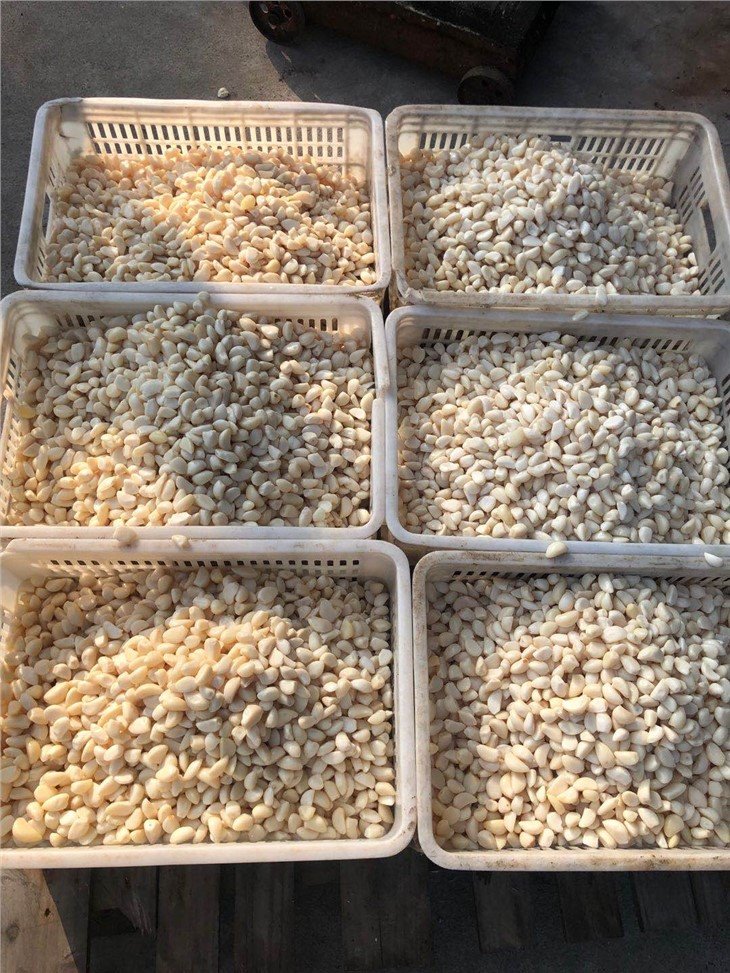 Fresh white garlic in salted water in drums factory